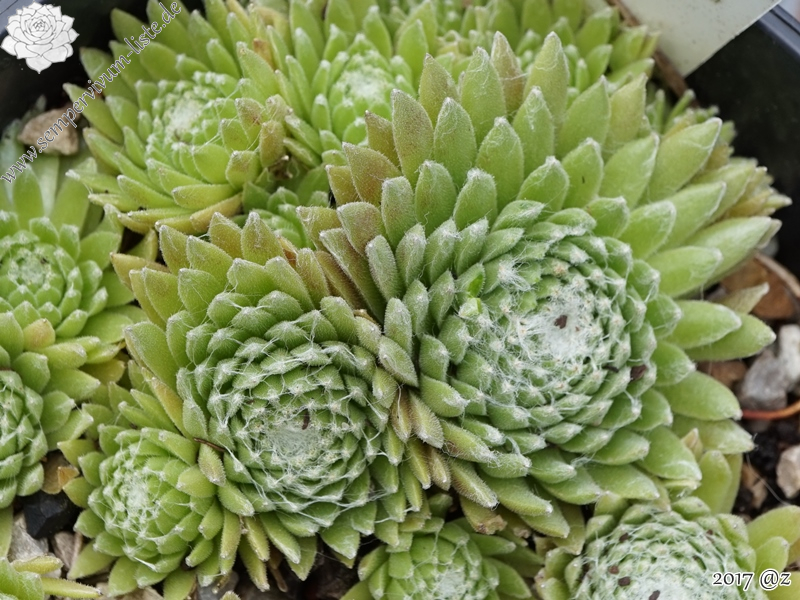 Ymsoete