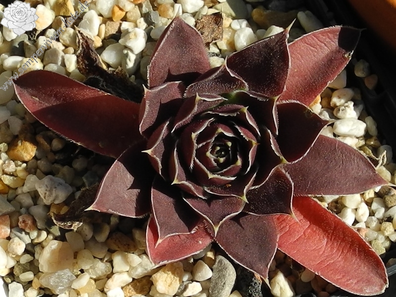 Pfälzer Dunkelfelder / Jovi