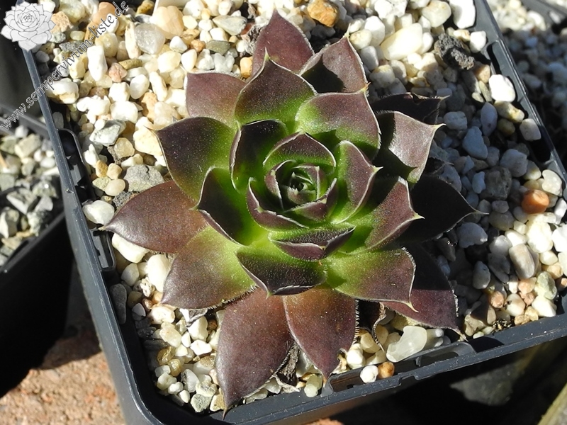 Pfälzer Dunkelfelder / Jovi