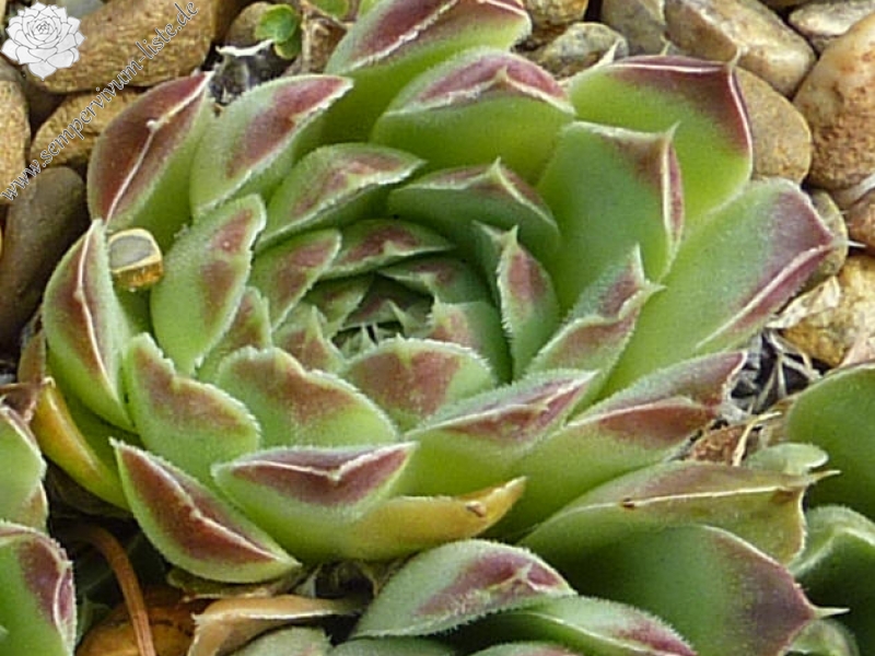 Puppis / Jovi
