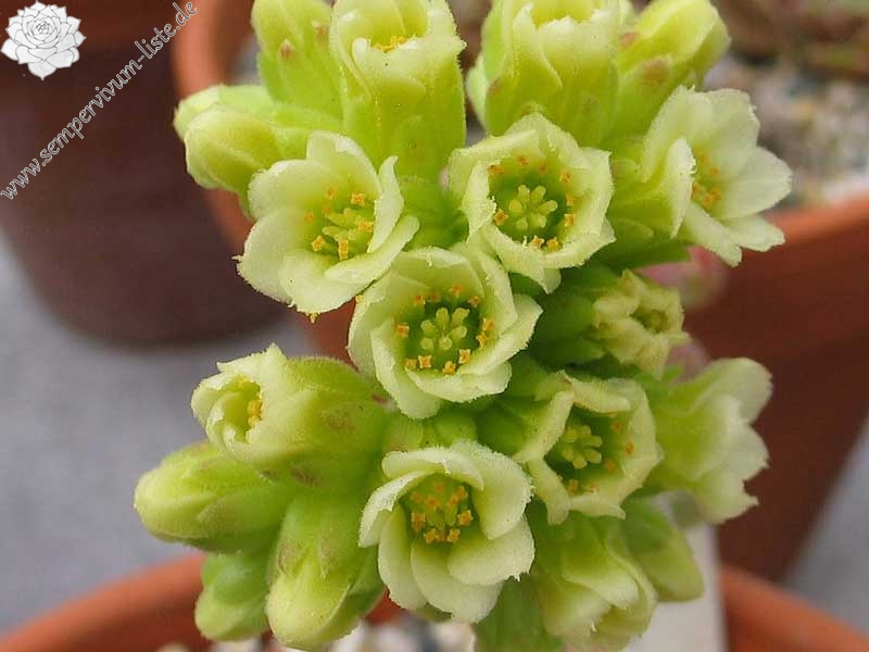 Pfälzer Ulli / Jovi