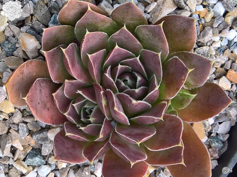 Pfälzer Dunkelfelder / Jovi