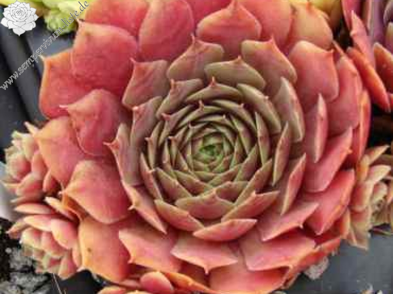 Little Rosebud