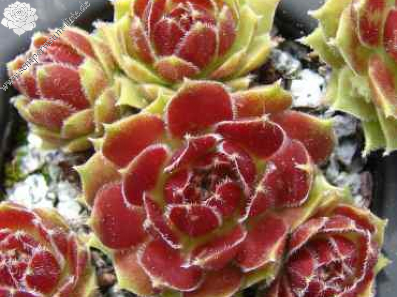 Red Ria
