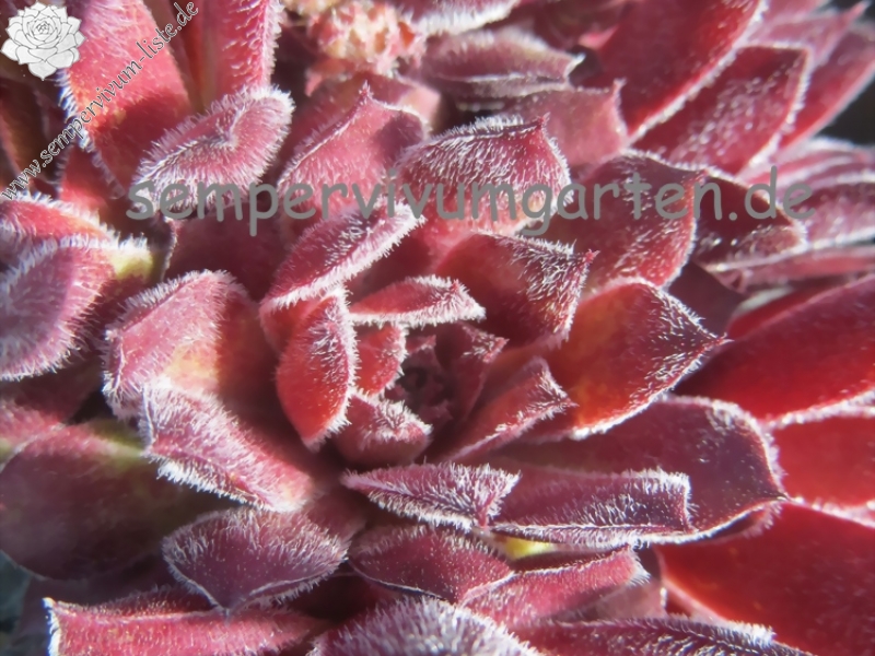 Plum Frosting