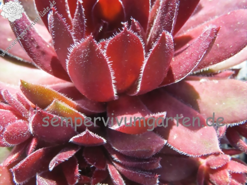 Velvet Blush