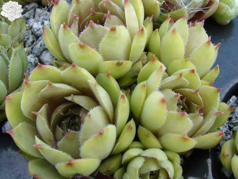 tectorum var. tectorum (boutignyanum) from Matagalls