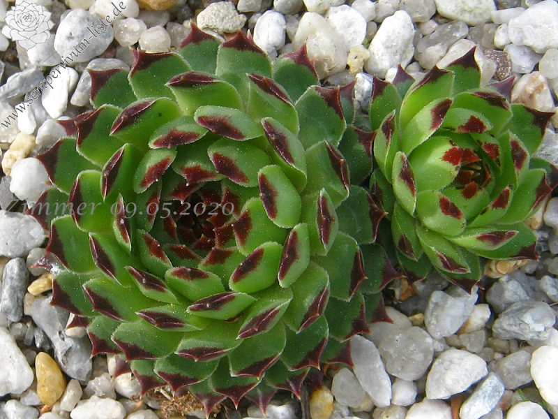 calcareum from Grasse