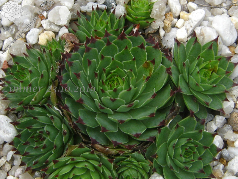 calcareum from Madone d'Utelle 