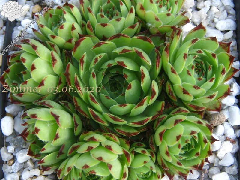 calcareum from Madone d'Utelle 