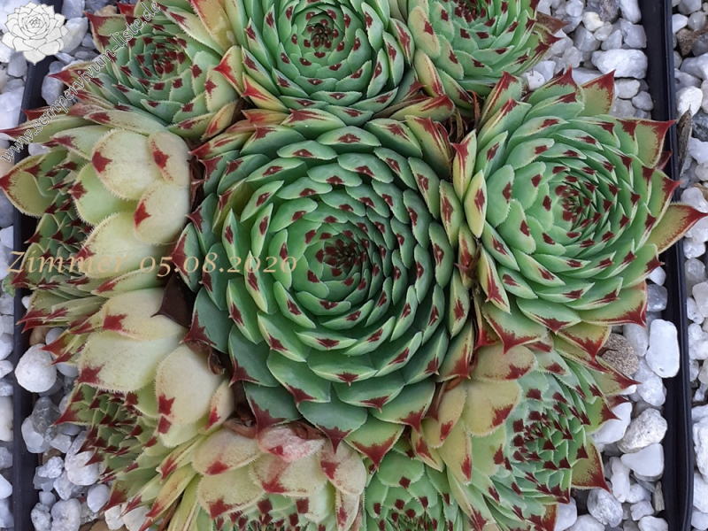 calcareum from Madone d'Utelle 