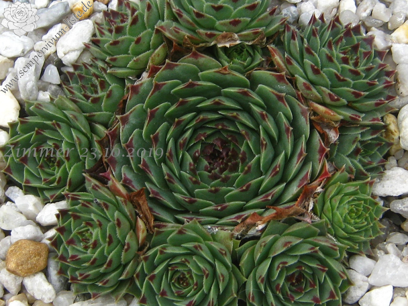 calcareum from Route d'Annot