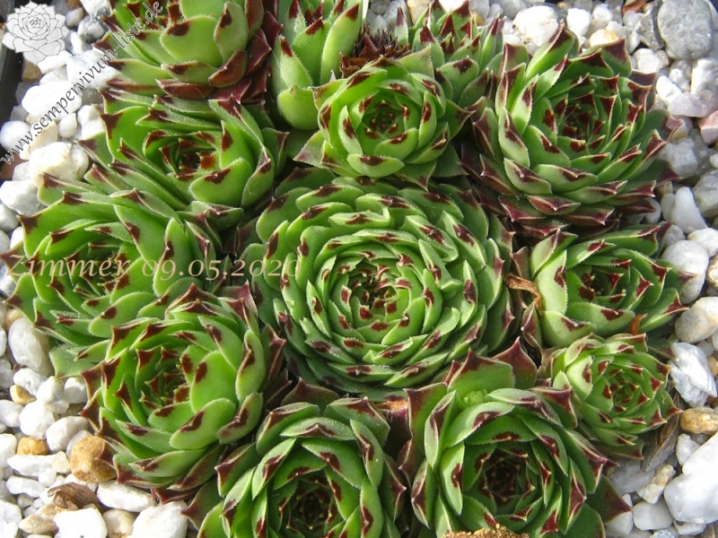 calcareum from Route d'Annot