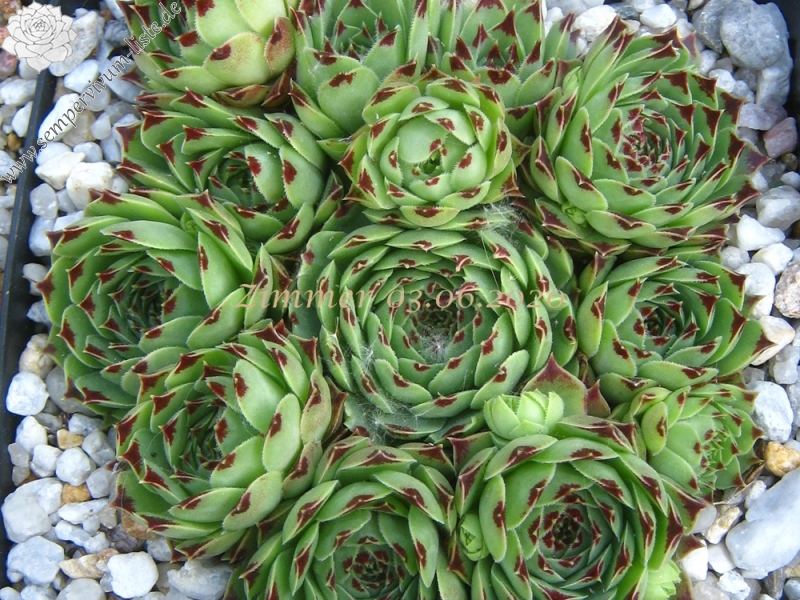 calcareum from Route d'Annot