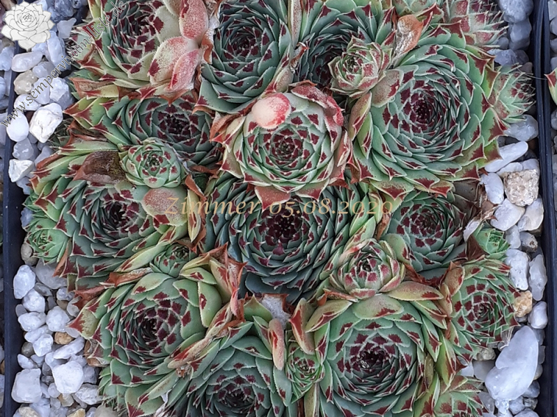 calcareum from Route d'Annot