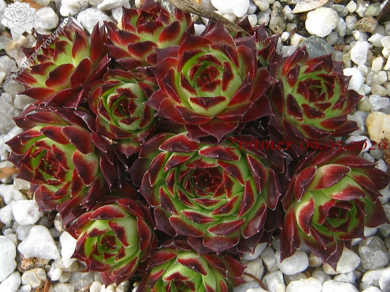 calcareum from La Sagne