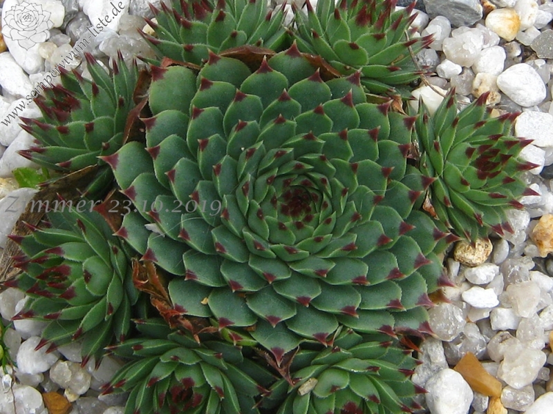 calcareum from Alpes Maritimes