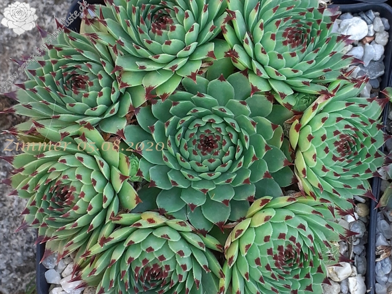 calcareum from Alpes Maritimes