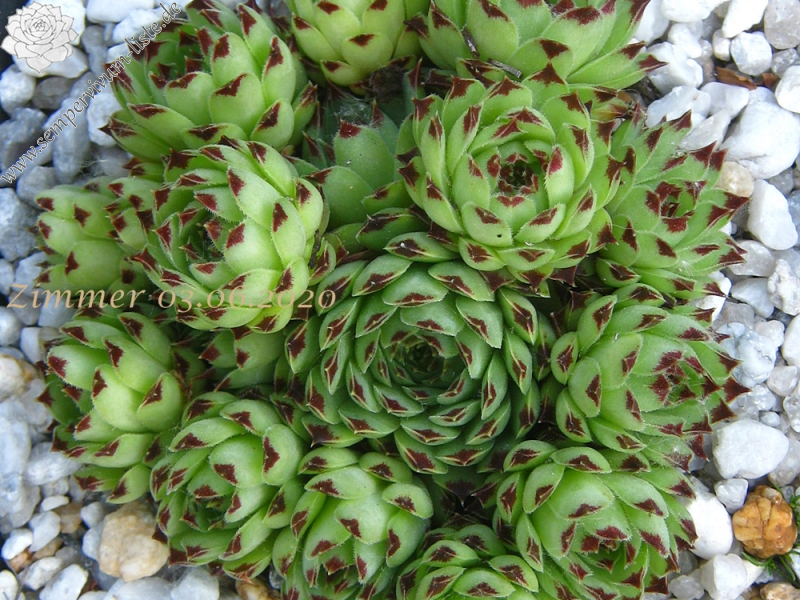 calcareum from Queyras 