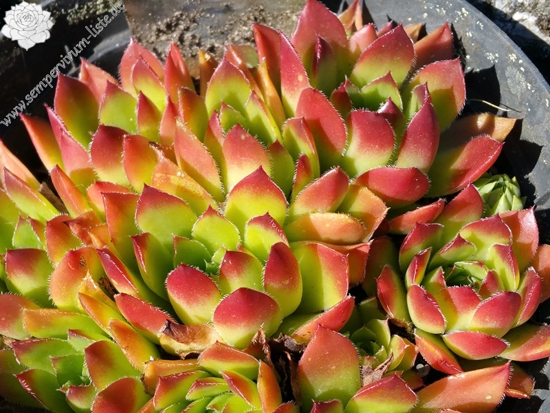 Appel Brunnette / Jovi