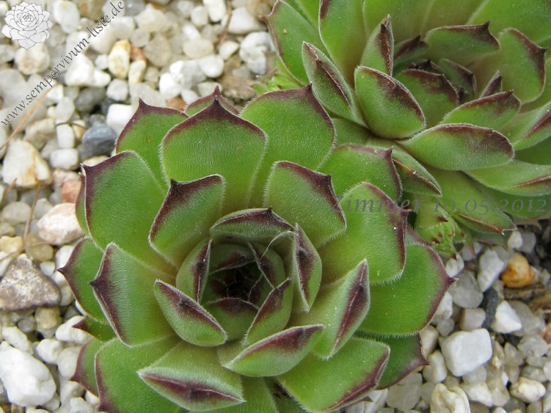 Salina