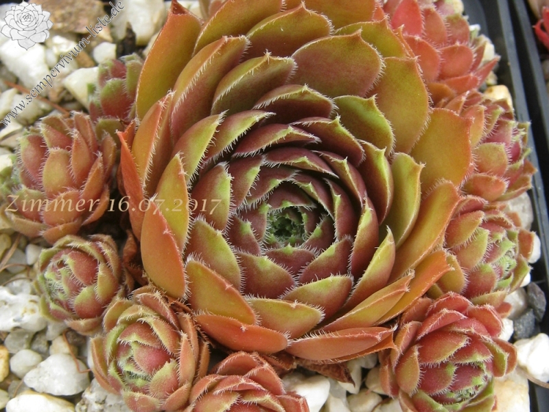 Tudor Rose