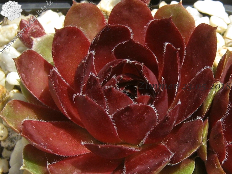 Tudor Rose