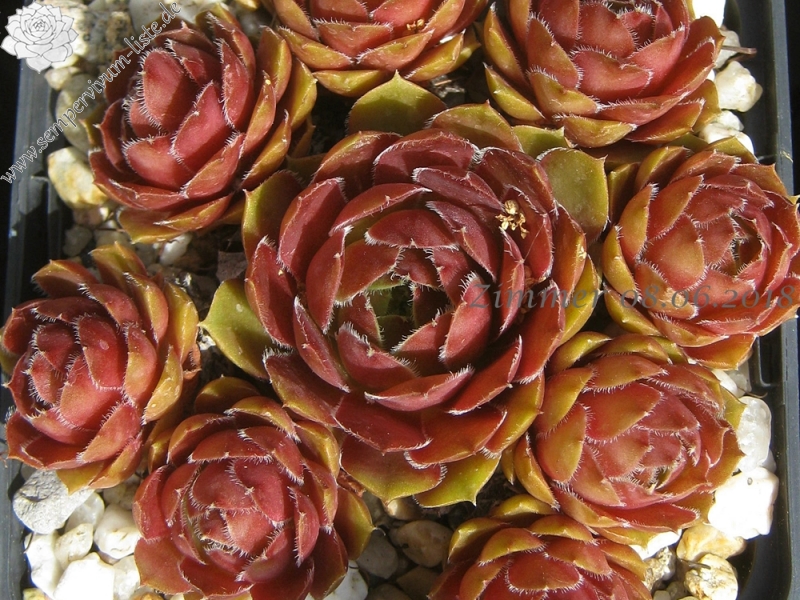 Tudor Rose
