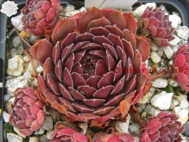 Velvet Blush