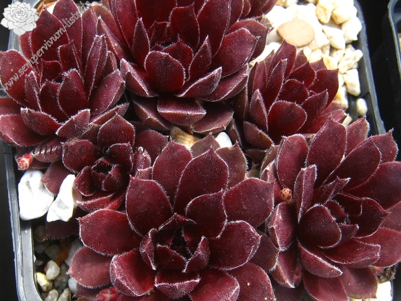 Velvet Blush
