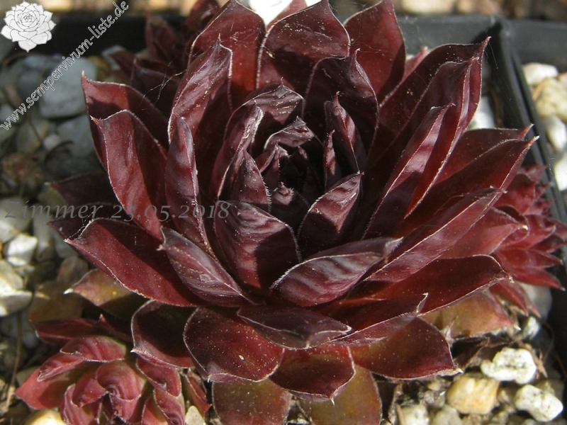 Vincentia