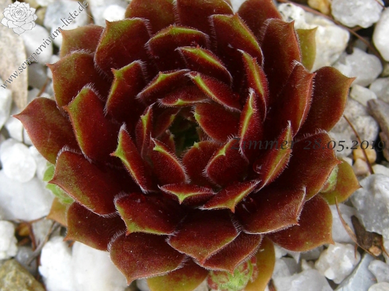 Zomerschoon of Beauty