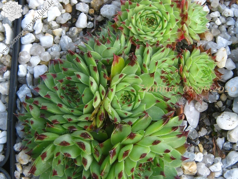 calcareum from Col Bayard, 1430m