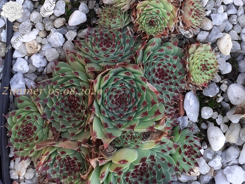 calcareum from Col Bayard, 1430m