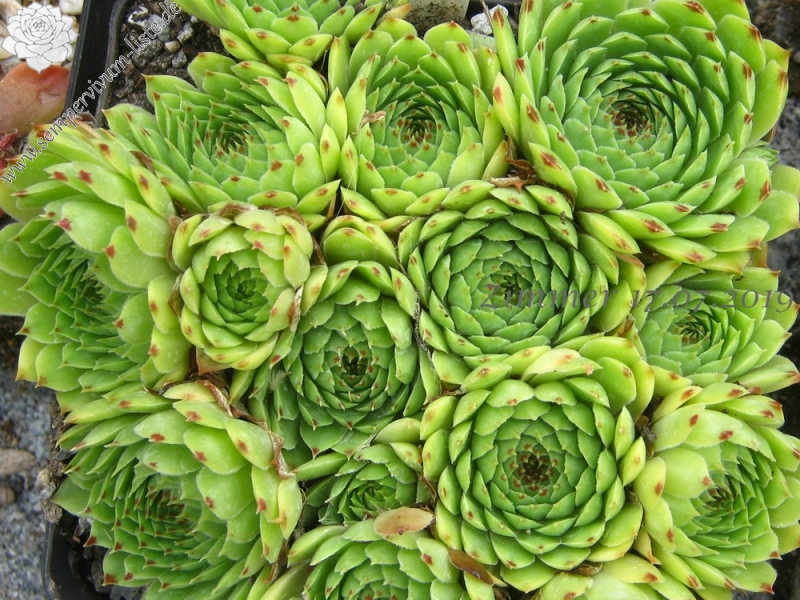 calcareum from Col Bayard, 1650m
