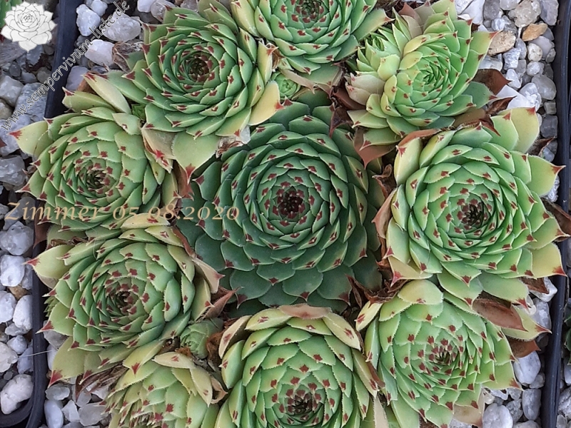 calcareum from Col Bayard, 1650m