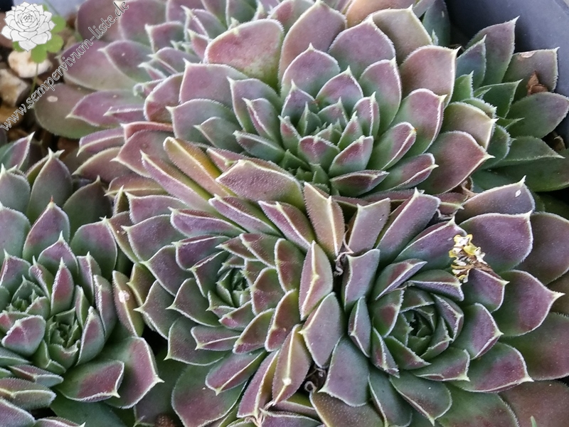 Carl von Linné / Jovi