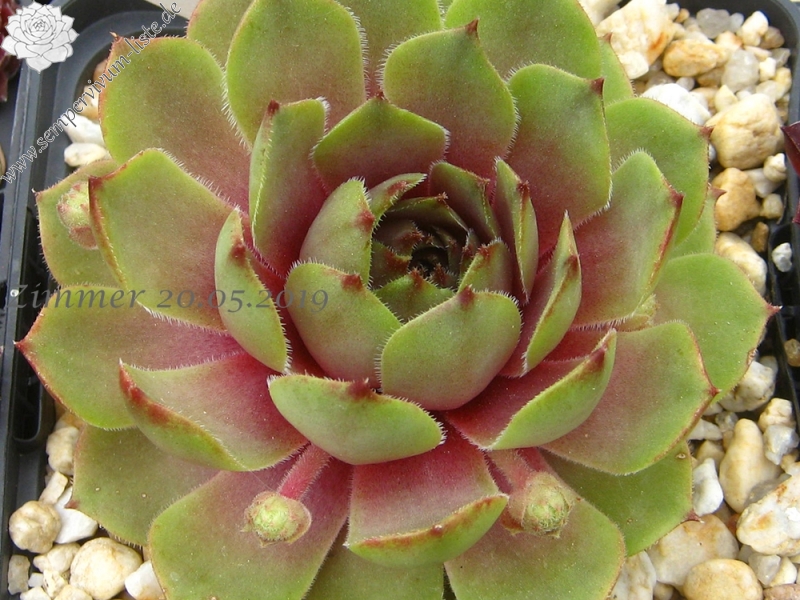 Buddha's Eye