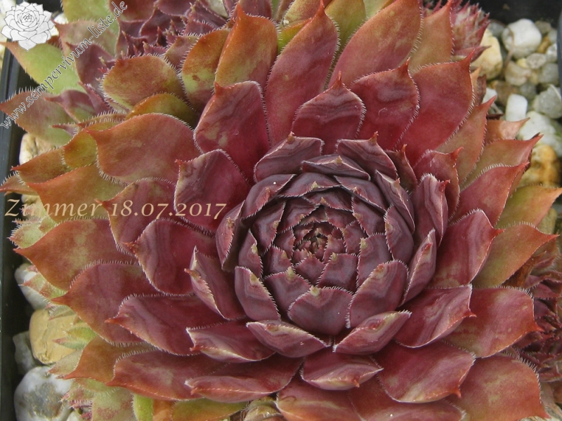 Devon Jewel