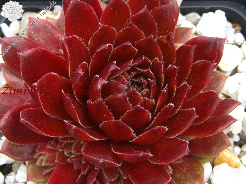 Garden Party
