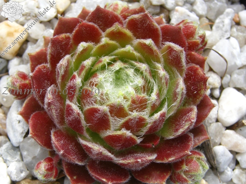Korspel Cherry