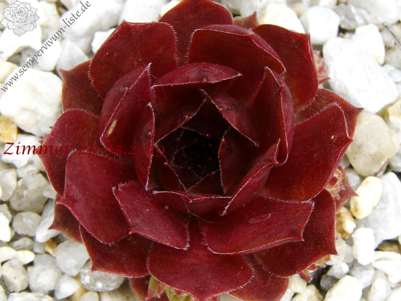 Little Rosebud
