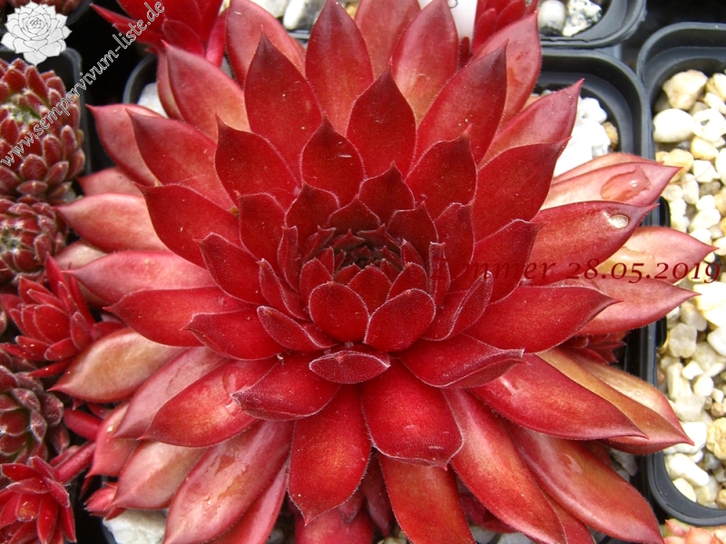 Pacific Blazing Star