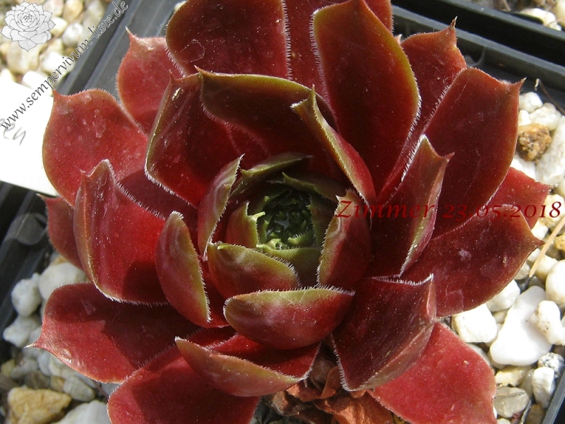 Pacific Green Sleeves