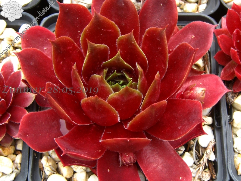 Pacific Green Sleeves