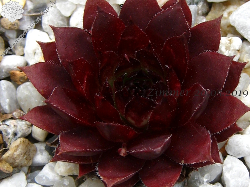 Pacific Phoenix Fire