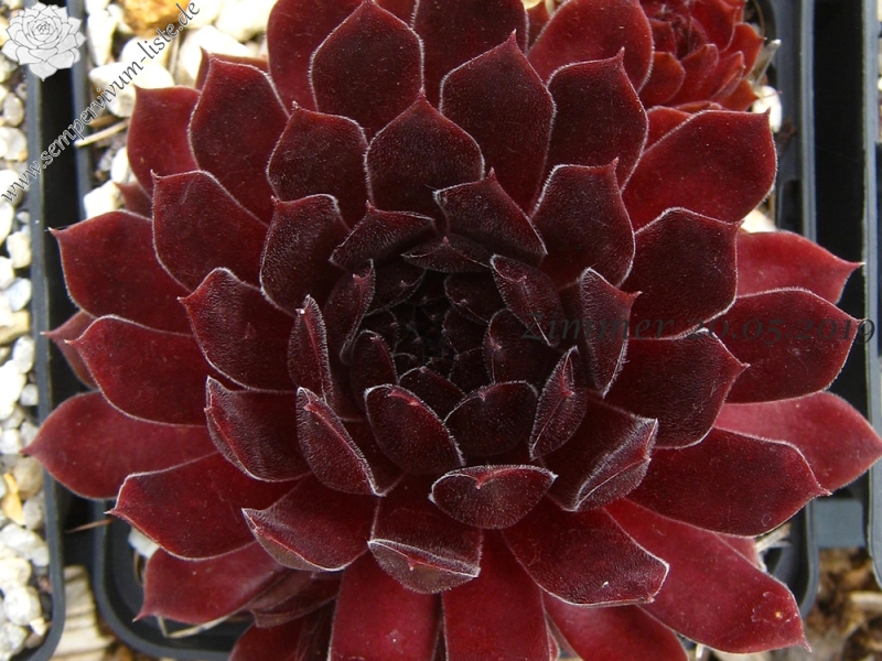 Pacific Red Rose
