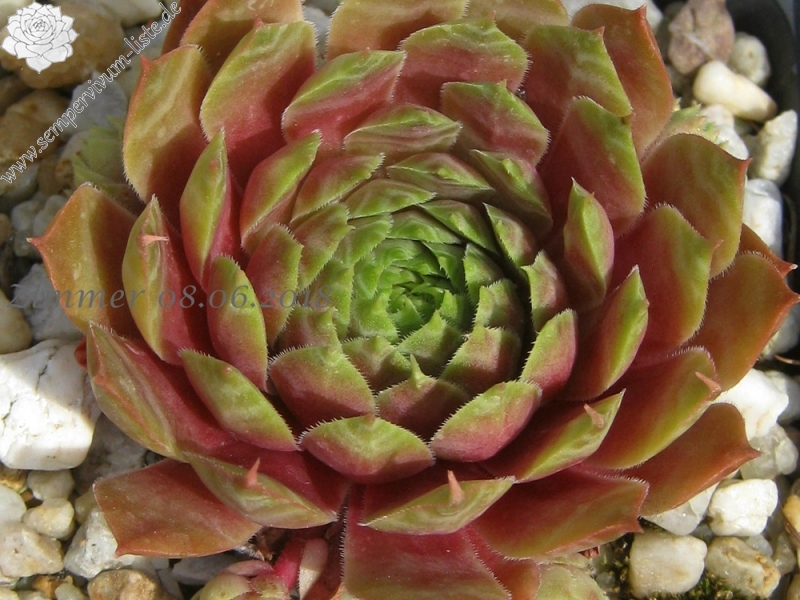 Pink Dazzler