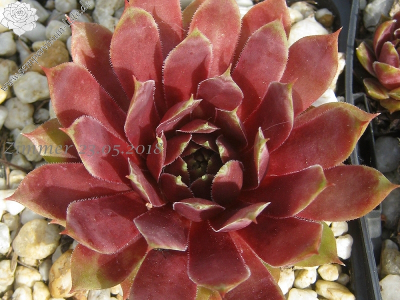 Pinnacle Pink