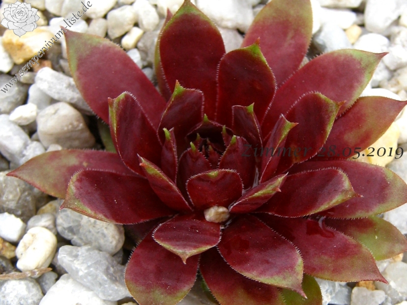 Pinnacle Pink